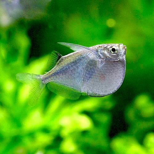 Thoracocharax stellatus - Poisson hachette grande L