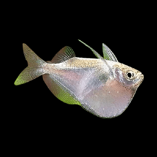 Thoracocharax securis - Poisson hachette 2,2 cm.