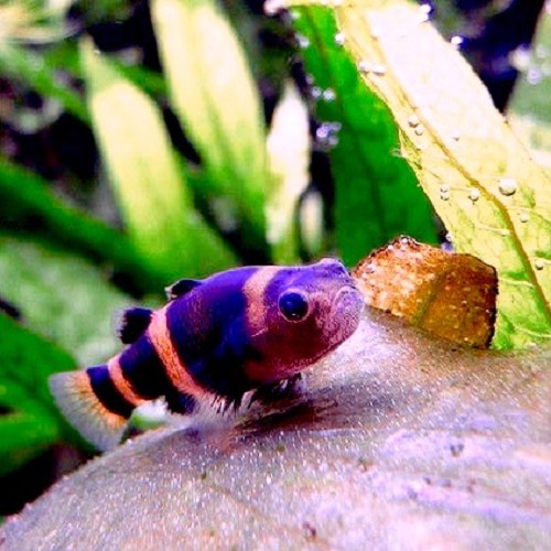 Brachygobius xanthozona - Gobie rayé d'or M