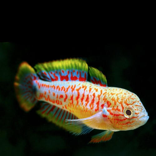 Tateurndina ocellicauda - Gobie paon