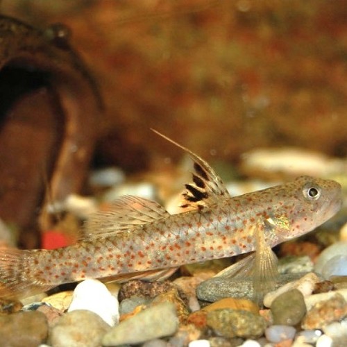 Pseudogobiopsis lumbantobing