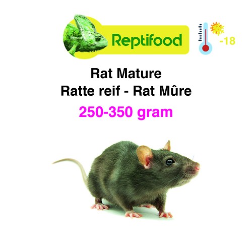 Diepvries Rat Volwassen 250-350gr.5 st.