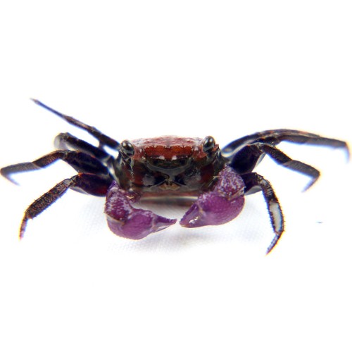 Geosesarma sp. - Vampire crabe