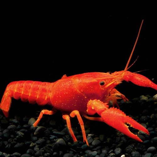 Cherax sp.neon - Ecrevisse de louisiane sp. néon 6-7 cm
