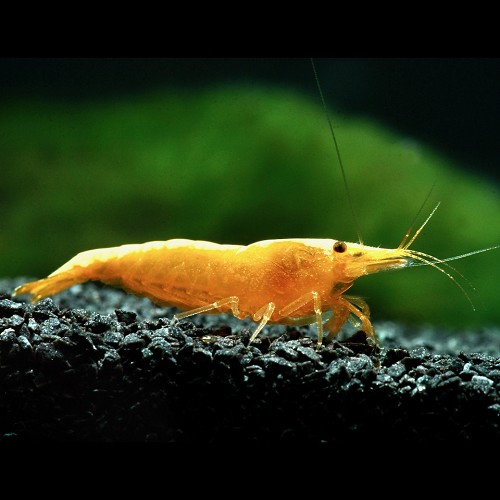 Neocaridina heteropoda yellow fire - Crevette jaune feu (1.5 - 2 cm)