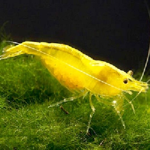 Neocaridina cherry yellow - Crevette cerise jaune (1.5 - 2 cm)