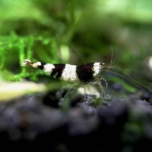 Caridina cf Cantonensis - Crevette cristal noir (1.5-2 cm)