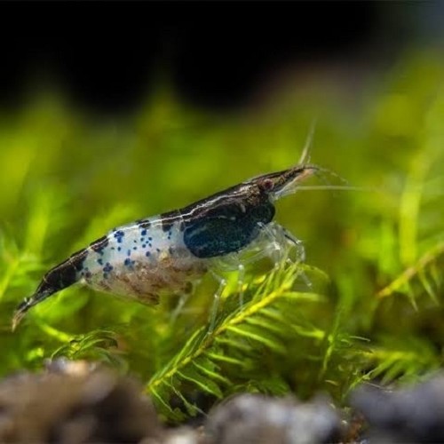 Neocaridina sp. Noir rili shrimp - Crevette Rili Queue Noir