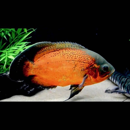 Astronotus ocellatus - Oscar rouge 6-8 cm