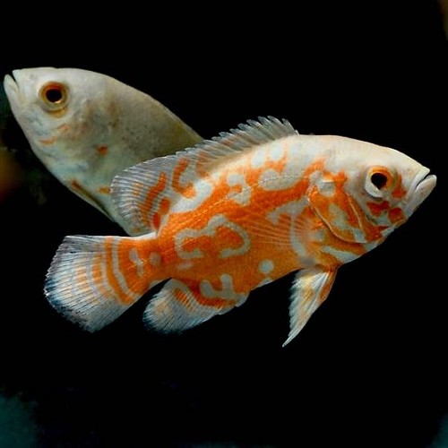 Astronotus ocellatus albino - Oscar albino 5-6 cm