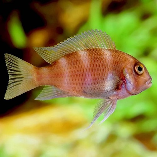 Cyphotilapia frontosa sp.red - Cichlidé Napoléon sp. rouge 4-5 cm
