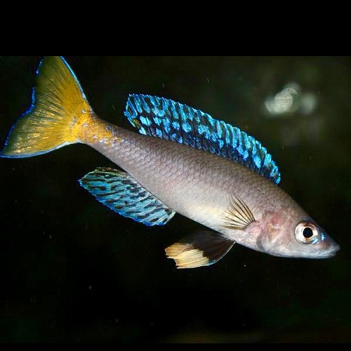 Cyprichromis leptosoma mpulungu - Cypri 5-6 cm