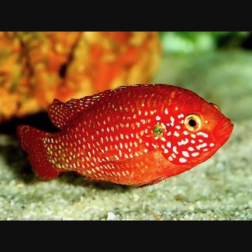 Hemichromis lifalili - Acara rouge 4-5 cm