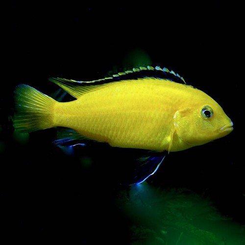 Labidochromis caeruleus - Labido jaune 3-4 cm