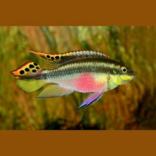 Pelvicachromis pulcher - Pelmato 3 cm