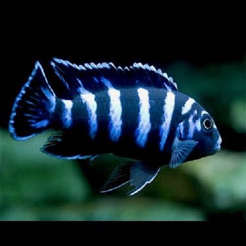 Pseudotropheus demasoni - Demasoni 3-4 cm