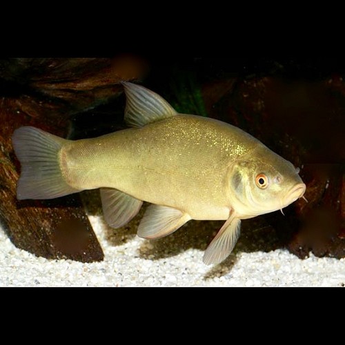 Tinca tinca 12-15 cm