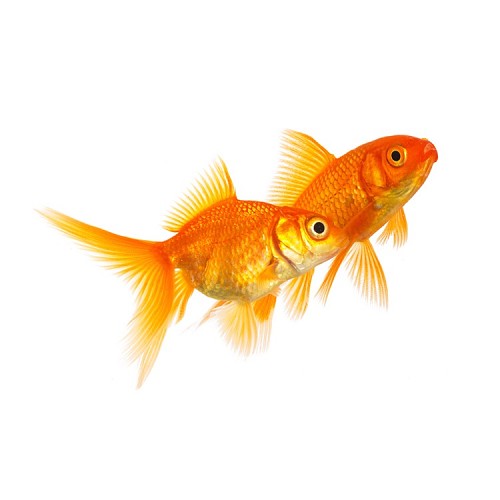 Carassius auratus - Voile de chine rouge 5-6 cm