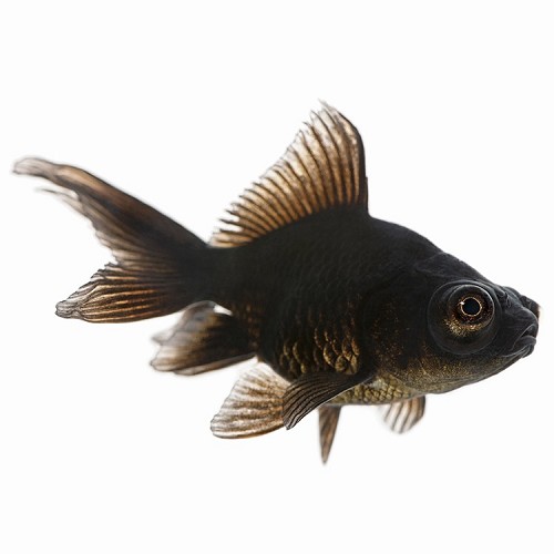 Carassius auratus - Voile de chine noir 5-6 cm