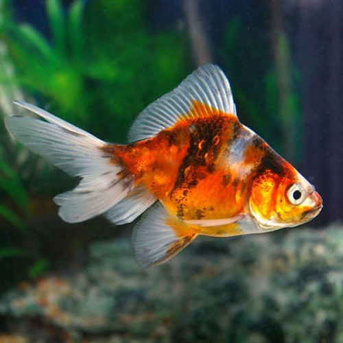 Carassius auratus - Voile de chine calico 5-6 cm