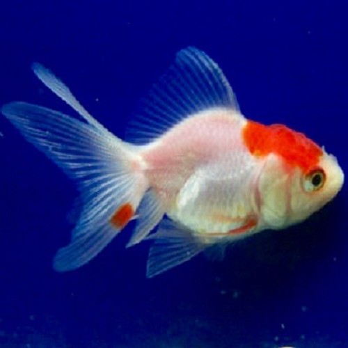 Carassius auratus - Voile de chine casquette rouge 5-6 cm