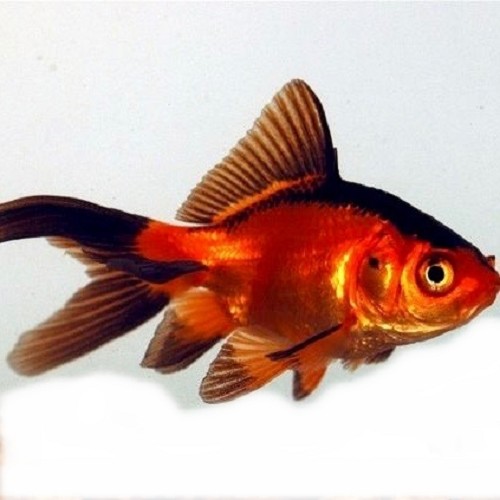 Carassius auratus - Voile de chine rouge/noir 5-6 cm