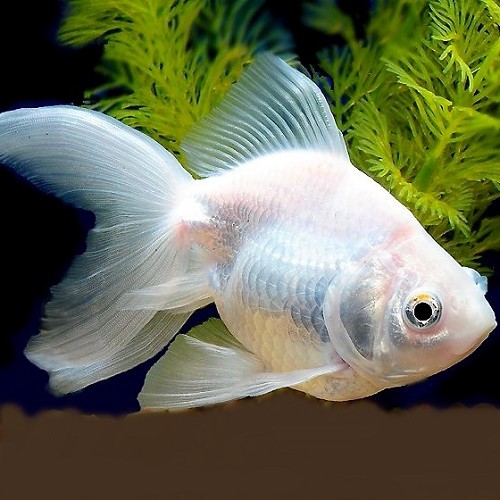 Carassius auratus - Voile de chine albino 5-6 cm