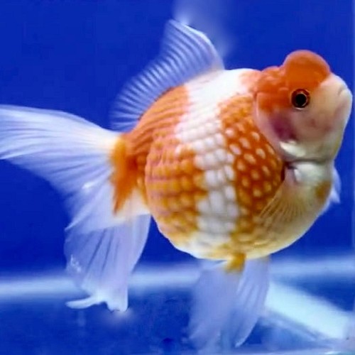 Carassius auratus pearl scale - Voile de chine écaille de perle 5-6 cm