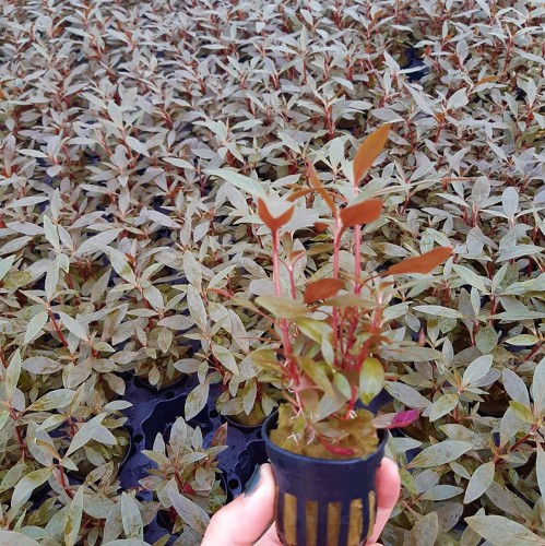 Alternanthera reineckii mini - Altermanthera rosaefolia mini en pot