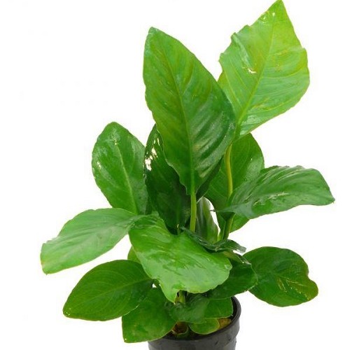 Anubias heterophylla en pot