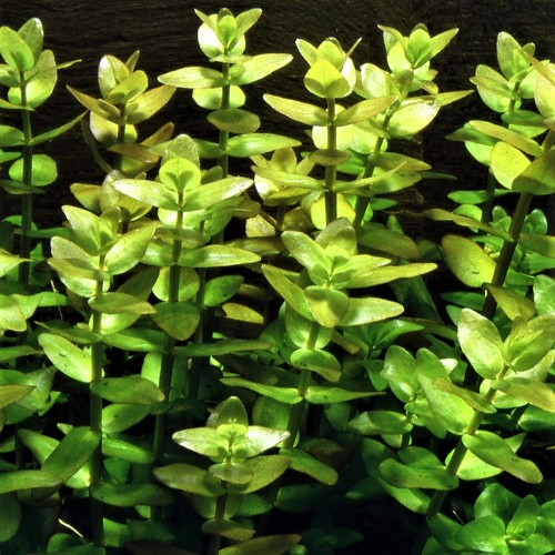 Bacopa caroliniana - Herbe du pauvre homme en pot