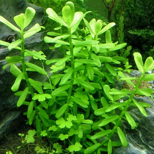 Bacopa crenata en pot