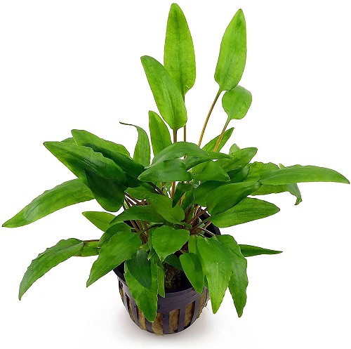 Cryptocoryne wendtii vert en pot