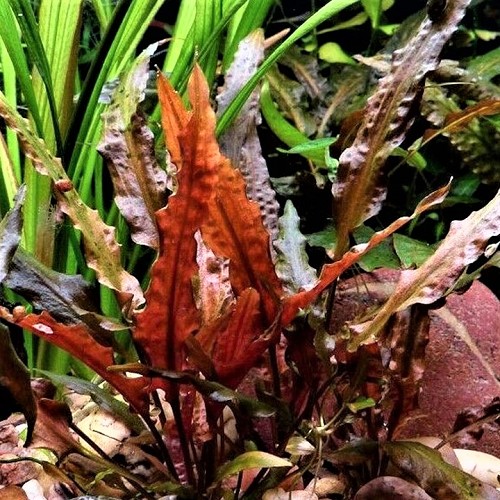 Cryptocoryne walkerii en pot