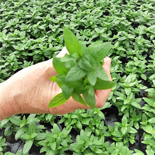 Staurogyne rubescens en pot