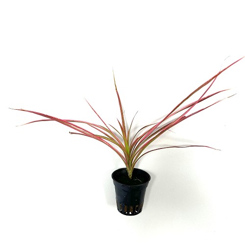 Dracena marginata red  en pot