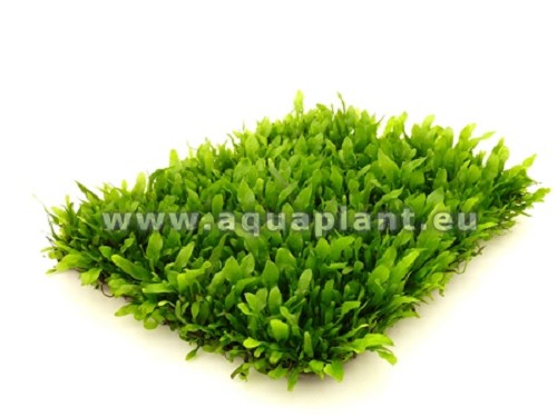 Microsorium minor epaqmat - Tapis végétal 4 x 13 cm