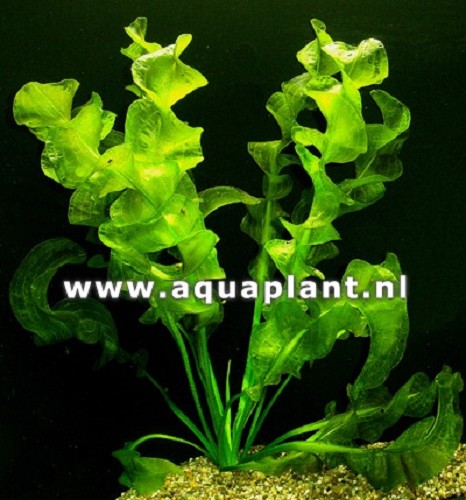 Aponogeton ulvaceus bulbes