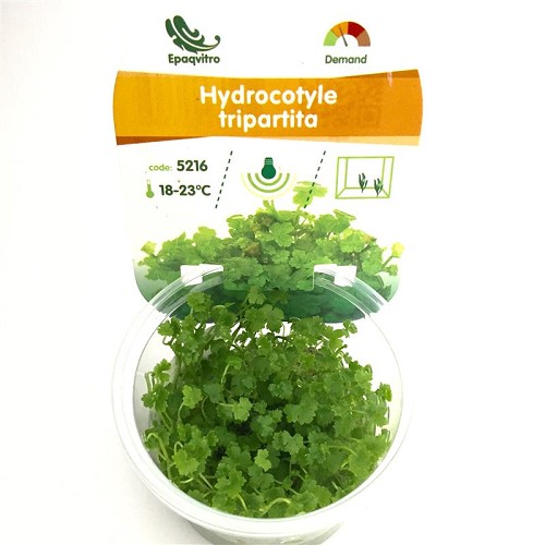 Hydrocotyle tripartita dans une gobelet