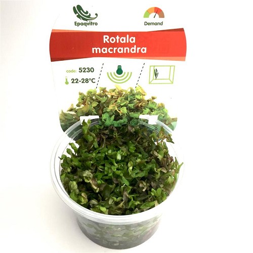 Rotala à feuilles rouges dans une gobelet