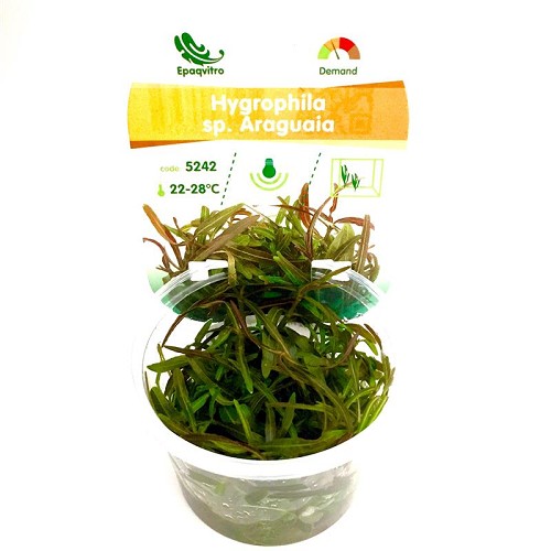 Hygrophila sp. araguaia dans une gobelet