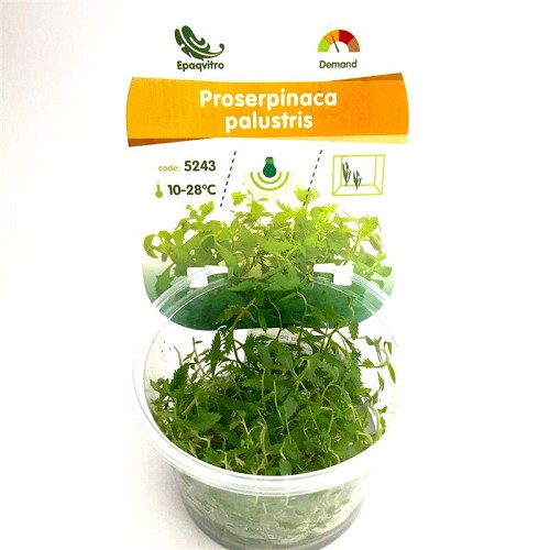 Proserpinaca palustre dans une gobelet