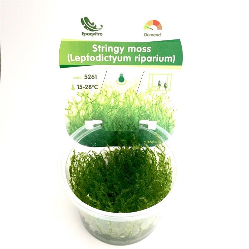 Stringy mousse dans une gobelet