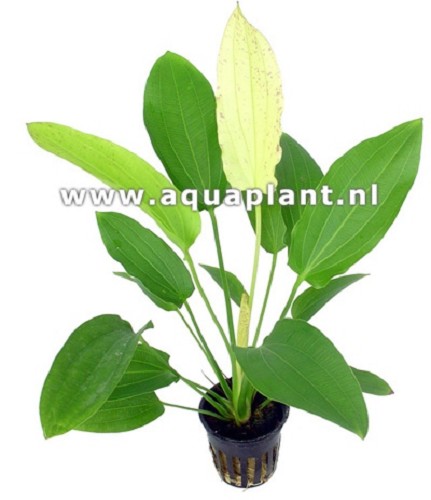 Echinodorus oriental en pot