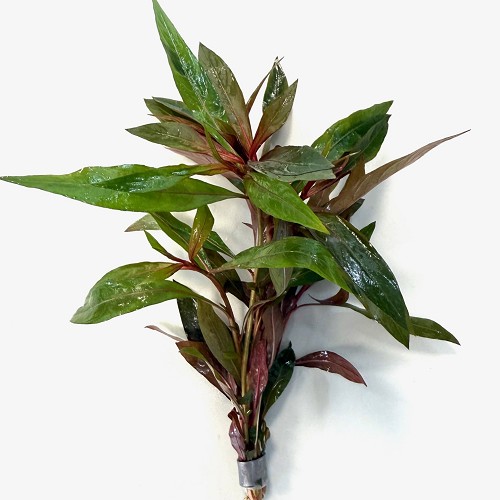 Alternanthera reineckii