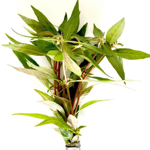 Alternanthera rosaefolia bouquet