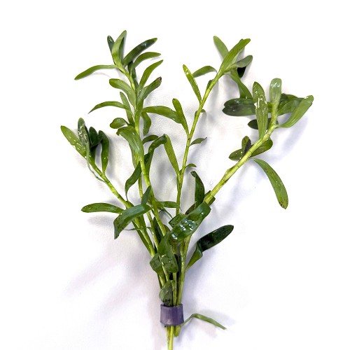 Heteranthera zosteraefolia