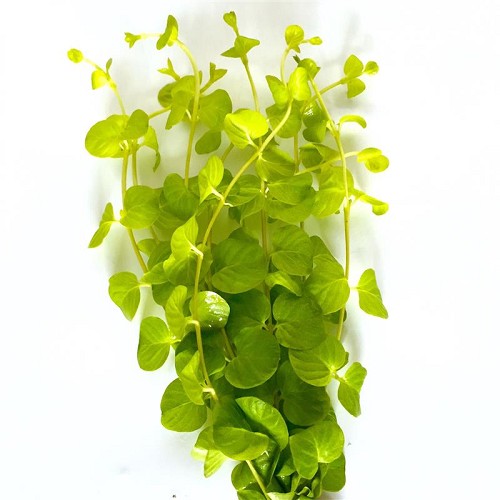 Lysimachia nummularia aurea - Herbe au écus jaune bouquet