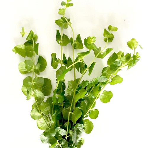 Lysimachia nummularia - Herbe au écus bouquet