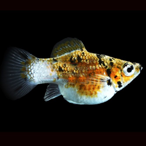 Poeciliidae sphenops Balloon leopard - Molly ballon tiger M